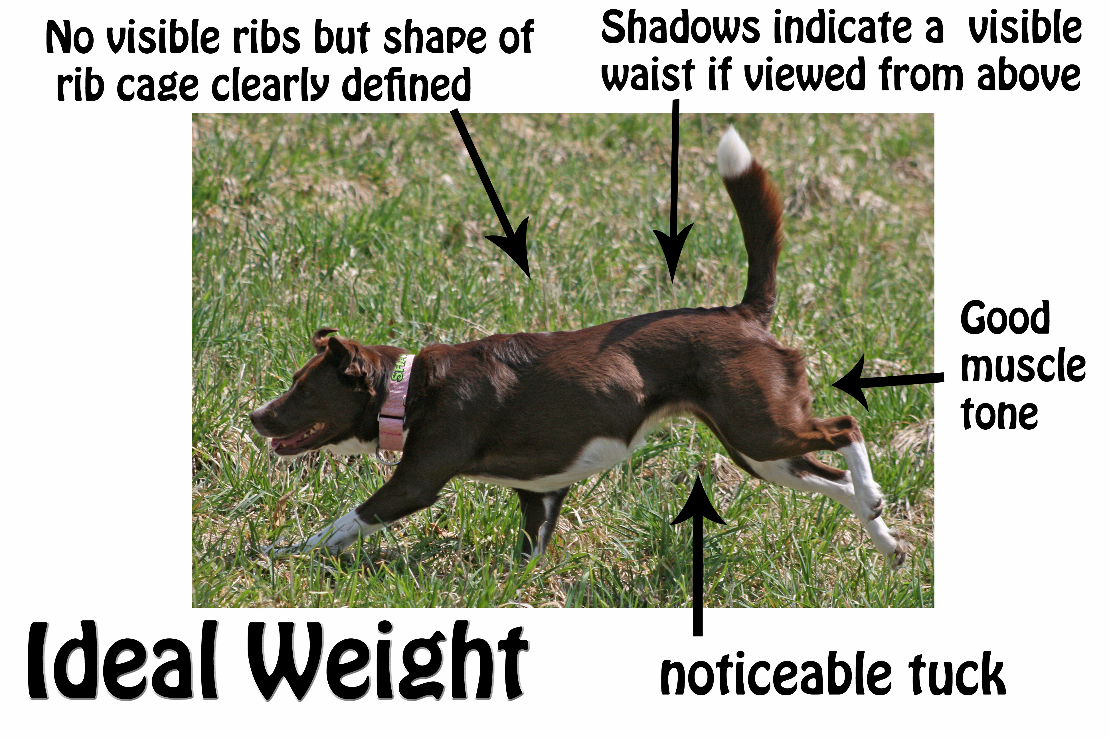 Muscle Tone собака. Dog Ribs. Dog Equipment in English. Why is my Dog losing Weight.